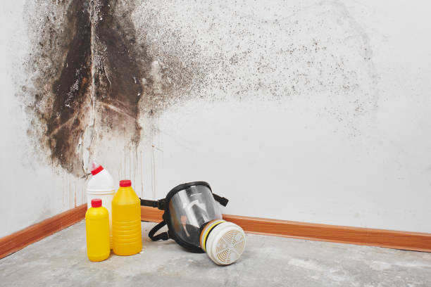 Best Mold Damage Repair  in Windsor, CO