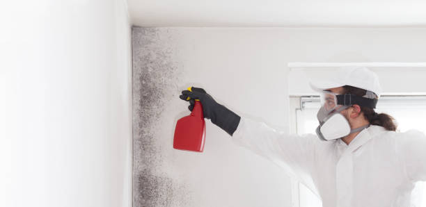Best Residential Mold Removal  in Windsor, CO