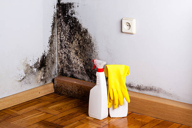 Certified Mold Removal in Windsor, CO